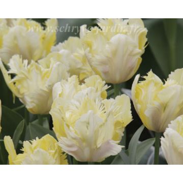 Tulipe Perroquet Crème Lizzard
