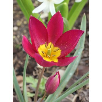 Tulipe botanique humilis pulchella Violacea Yellow Base*
