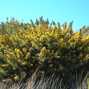 Ulex europaeus - Ajonc commun