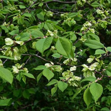 Orme commun - Ulmus glabra