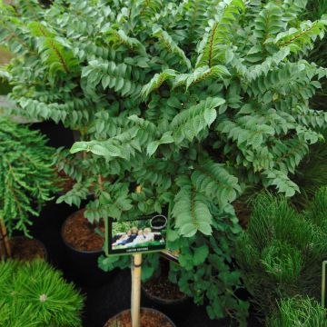 Ulmus hollandica Jacqueline Hillier - Orme nain