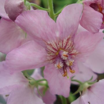 Verbascum Rosie - Molène hybride.