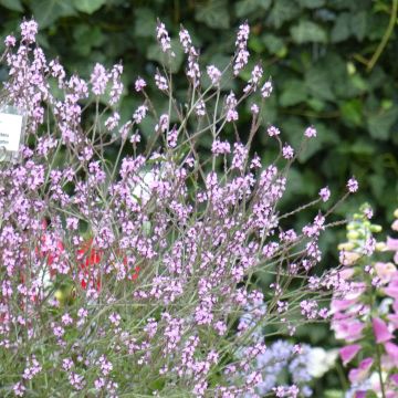 Verbena officinalis Bampton - Verveine officinale