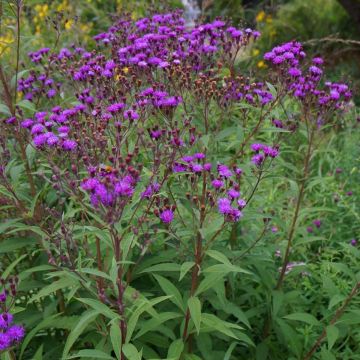 Vernonia arkansana - Vernone de l'Arkansas