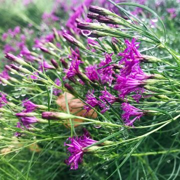 Vernonia lettermannii - Vernone de Letterman