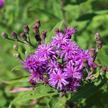 Vernonia missurica - Vernone du Missouri