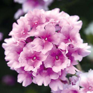 Verveine Endurascape Pink Bicolour - Verveine des jardins