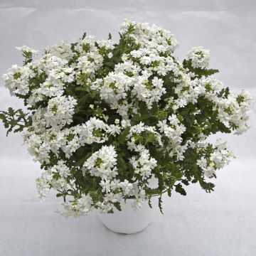 Verveine Virgo White