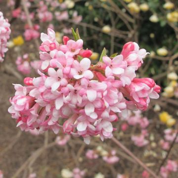 Viorne d'hiver - Viburnum bodnantense Dawn