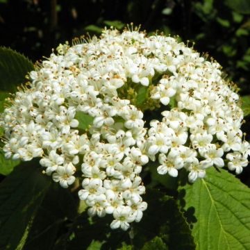 Viorne lantane -  Viburnum lantana