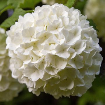 Viorne Boule de Neige - Viburnum opulus Roseum