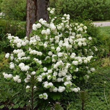 Viorne - Viburnum plicatum Opening Day