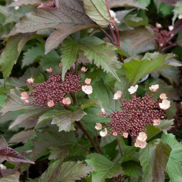 Viorne, Viburnum sargentii Onondaga en pot de 3,5L