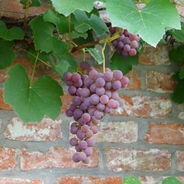 Vigne Fragola Nera - Raisin fraise