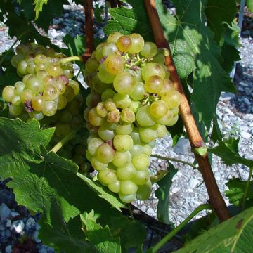 Vigne Muscat champion