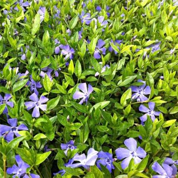 Vinca minor Josefine - Petite pervenche