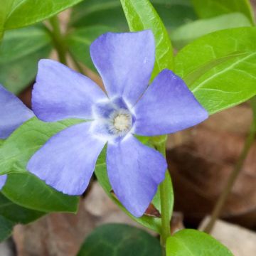 Vinca minor Marie - Pervenche à petite fleurs 