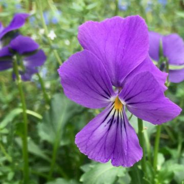 Violette corse, Pensée de Corse - Viola corsica