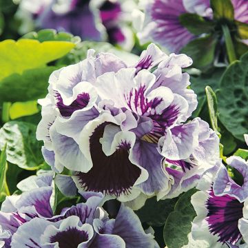 Pensée à grandes fleurs Ruffles Purple White Rim - Viola (x) wittrockiana