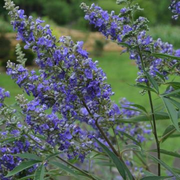 Vitex agnus-castus Delta Blues - Gattilier