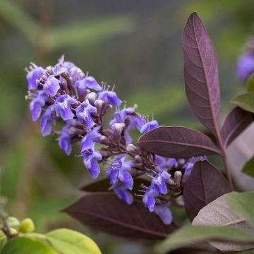 Vitex agnus-castus Flip Side - Gattilier