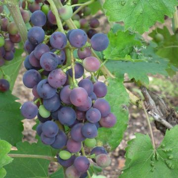Vigne - Vitis vinifera Muscat Bleu
