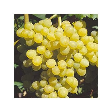 Vigne - Vitis Palatina