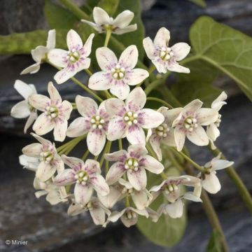 Wattakaka sinensis - Drégée de Chine