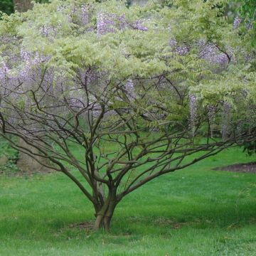 Glycine de Formose - Wisteria formosa