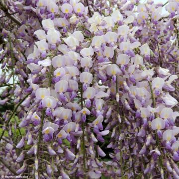 Glycine Grande Diva Maria - Wisteria (x) venusta