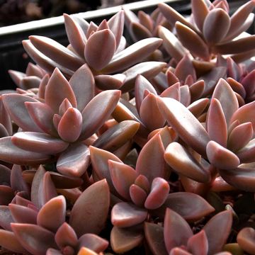 x Graptosedum Bronze - Plante grasse