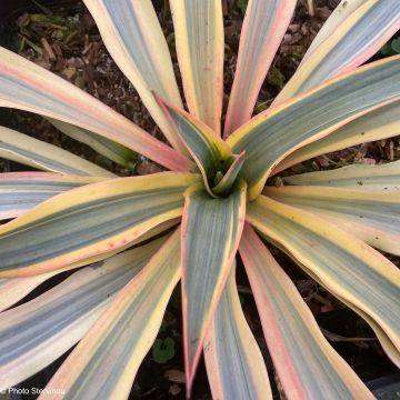 Yucca gloriosa Citrus twist® - Dague espagnole