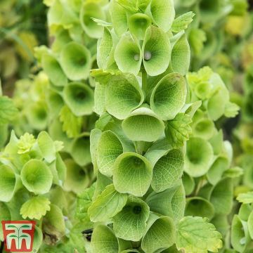 Graines de Moluccella laevis Bells of Ireland - Clochettes d'Irlande