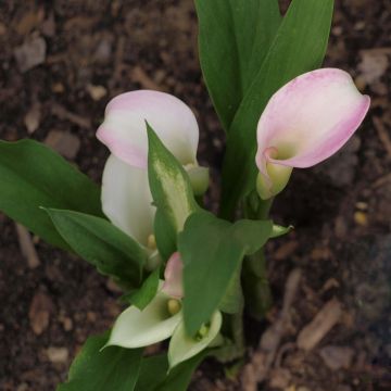 Arum ou Calla blanc rosé - Zantedeschia Crystal Blush