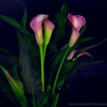 Arum ou Calla mauve lavande - Zantedeschia Lavender Gem