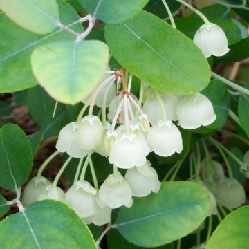 Zenobia pulverulenta Blue Sky - Muguet en arbre