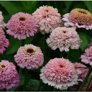 Graines de Zinnia elegans Zinderella Lilac