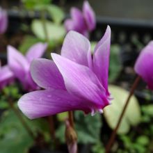Cyclamen de Naples rose godet