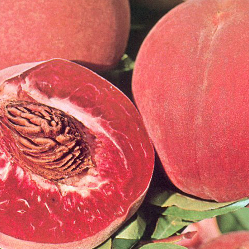 Персик сорт красная москва