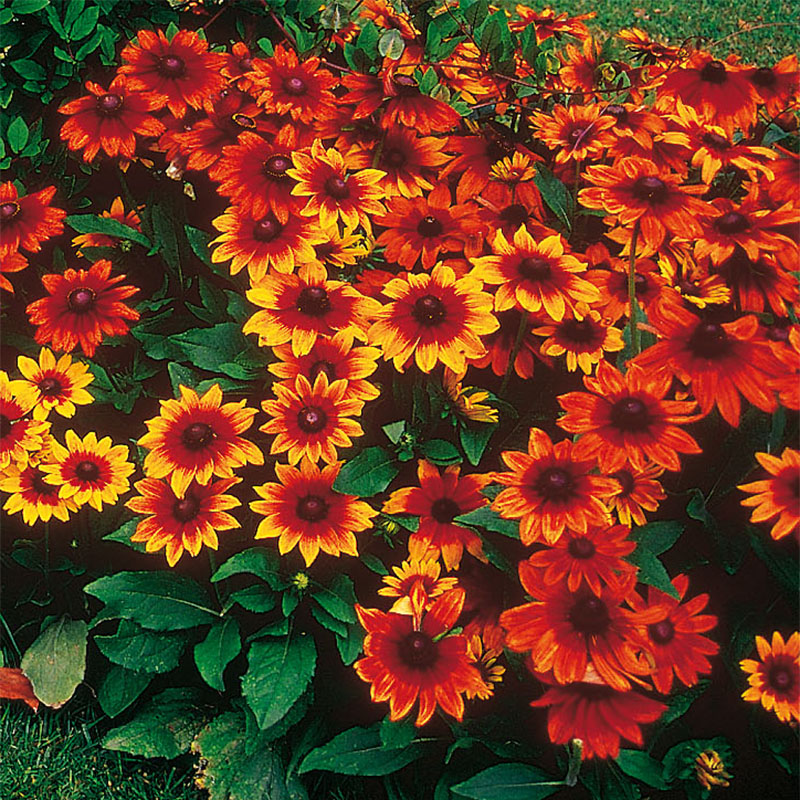 Rudbeckia hirta Autumn Colors - De grandes fleurs flamboyantes