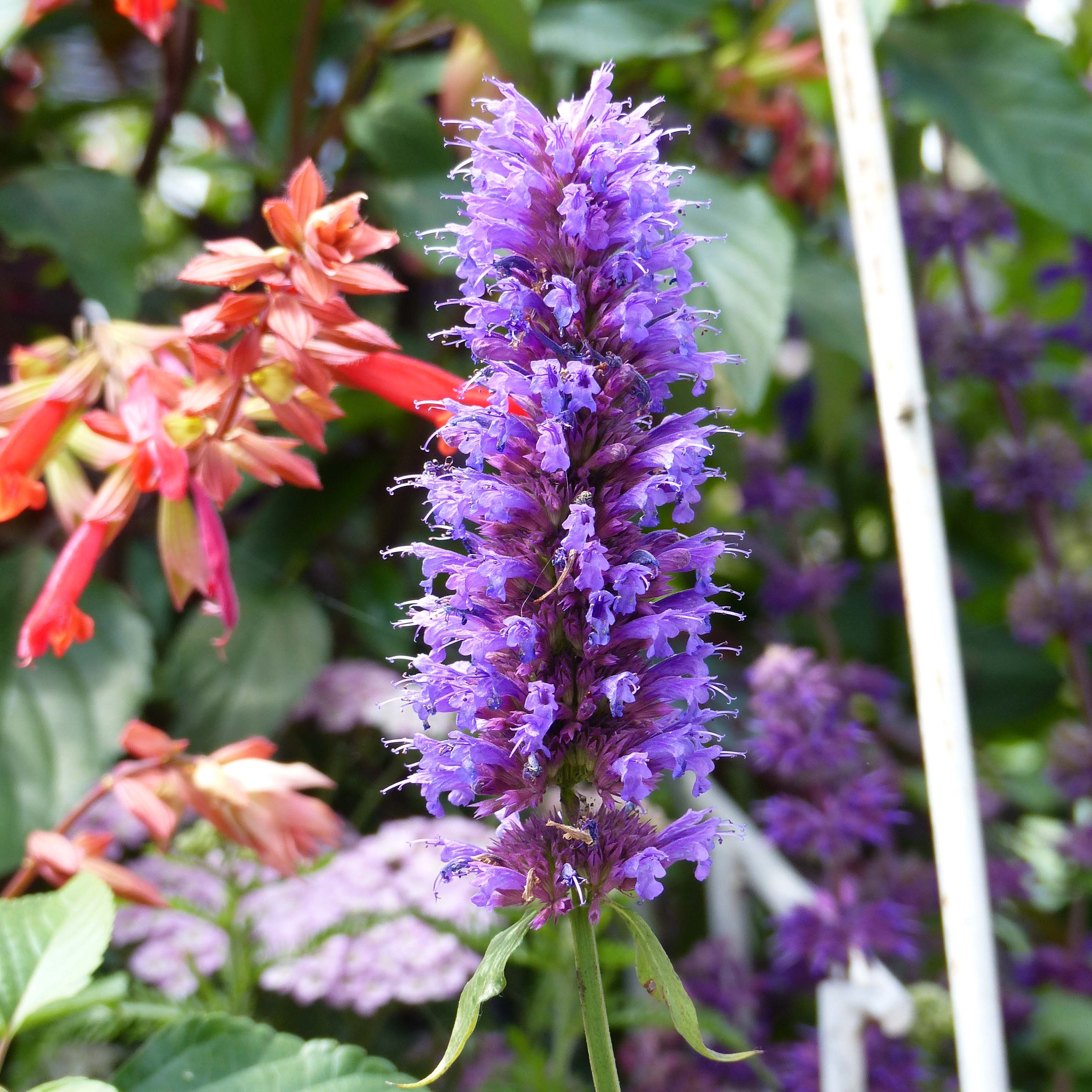 Agastache Blue Boa – Fleurs bleu violet pourpré et feuillage aromatique