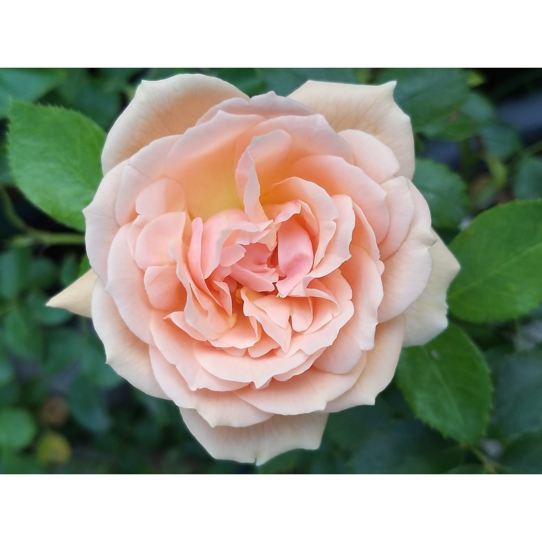 Rosa Garden Of Roses - Joie De Vivre, Rosier nain, couvre sol, Obtention Kordes.