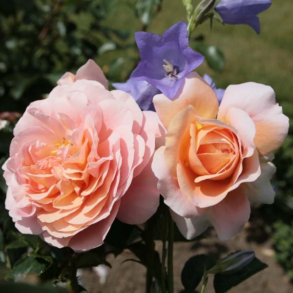 Rosa Garden Of Roses - Joie De Vivre, Rosier nain, couvre sol, Obtention Kordes.