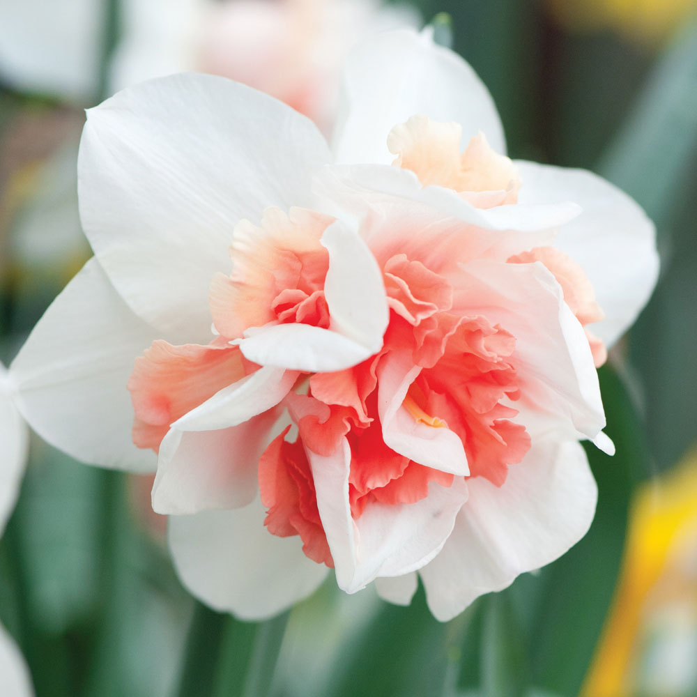 Narcisse à fleur double Rosy Cloud  Narcissus x odorus  Jonquille 