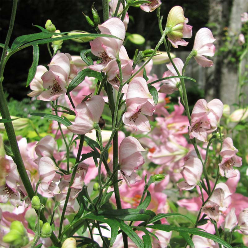 Aconitum cammarum Pink sensation - Aconit à fleurs rose pâle