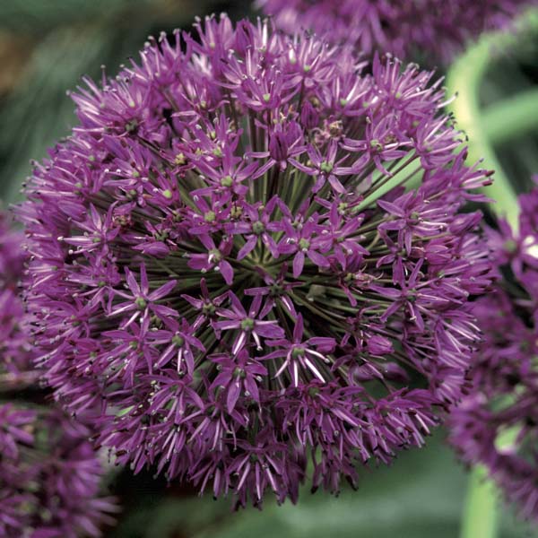 Allium Purple Sensation Ail D Ornement Fleurs Violet Pourpre En Boule