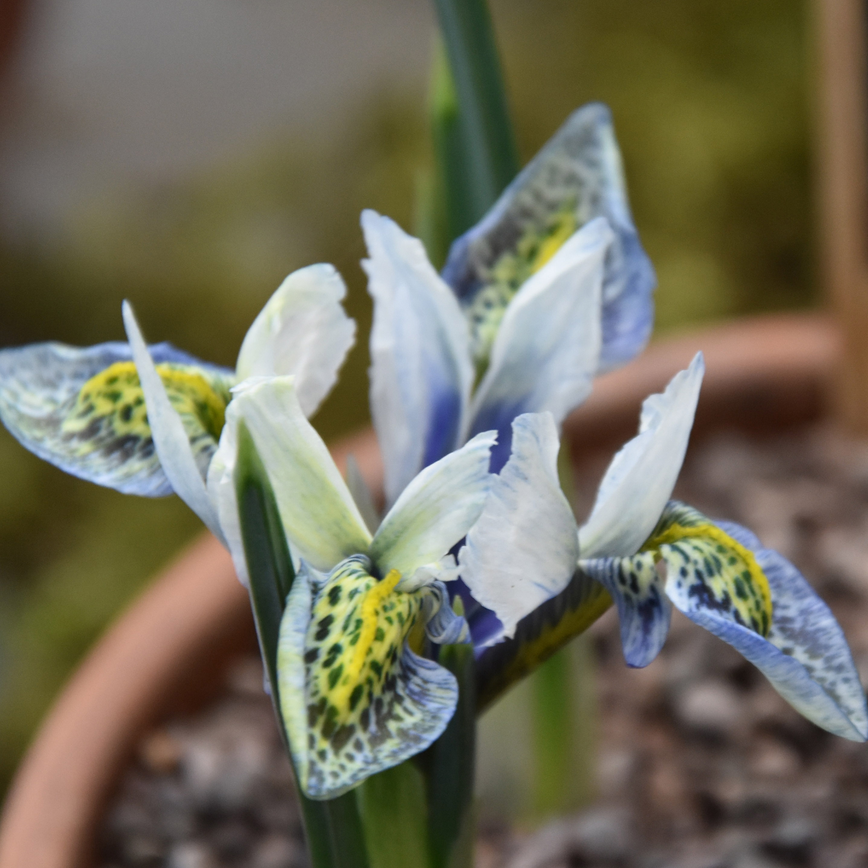 Iris reticulata Iris-reticulata-Splish-Splash-82371-1_1