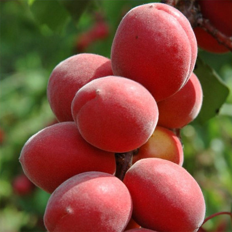 Abricotier Rubista® - Prunus armeniaca