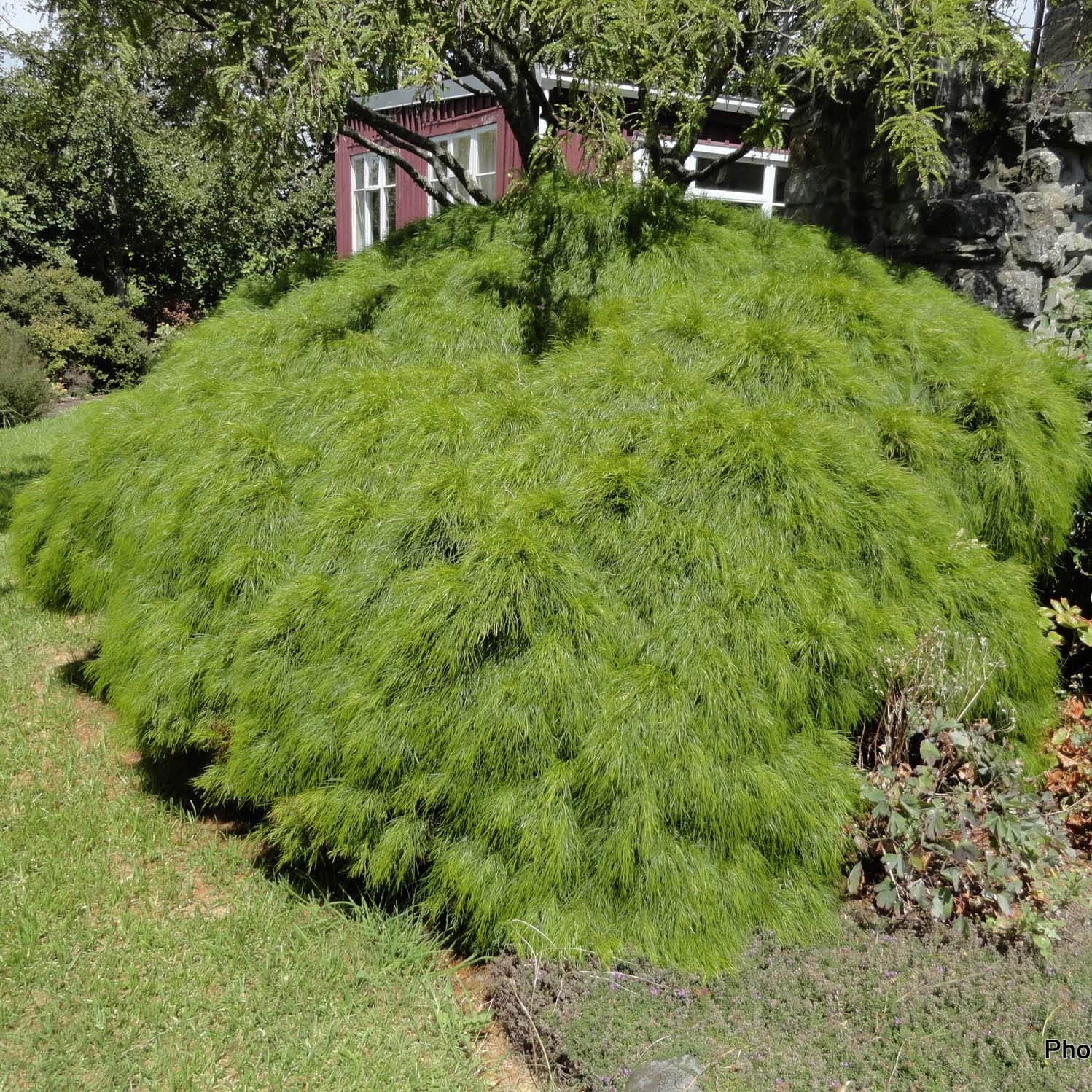 Acacia cognata Limelight - Mimosa nain