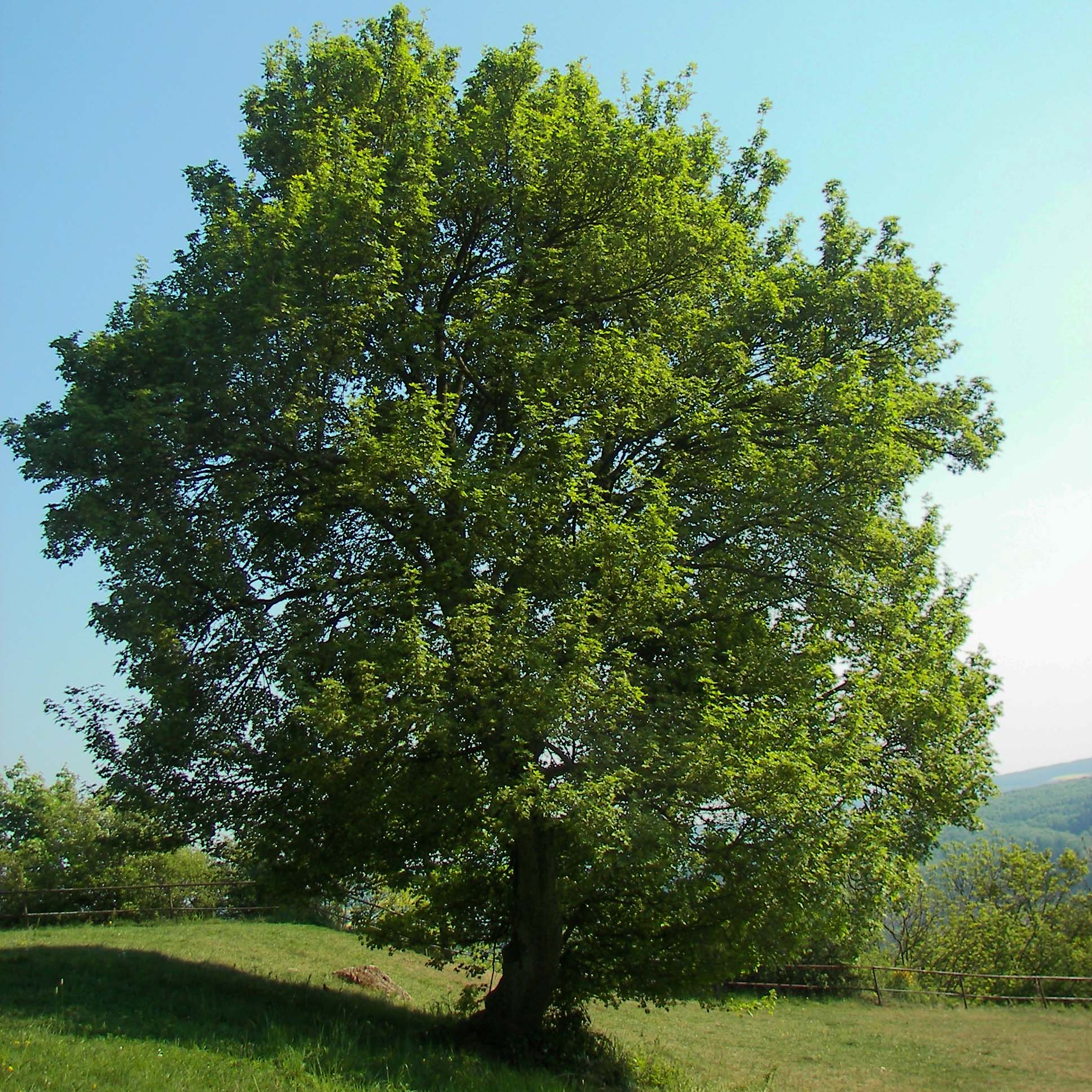 Erable champêtre - Acer campestre 